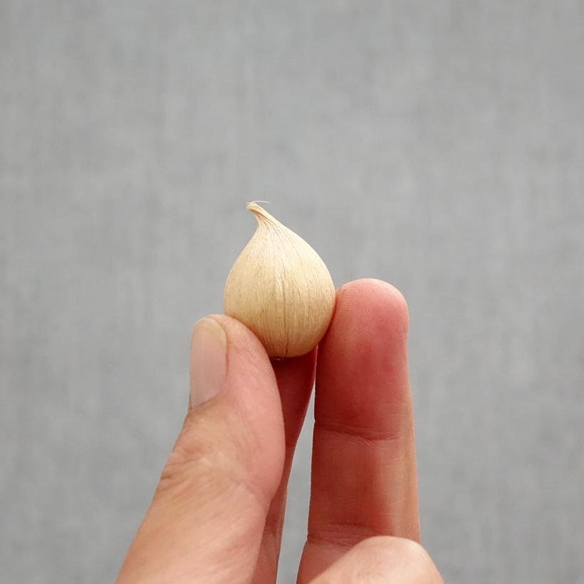 Exemplar von Iris reticulata Orange Glow - Netzblatt-Schwertlilie Zwiebel Kaliber/Größe 6+ wie im Herbst geliefert