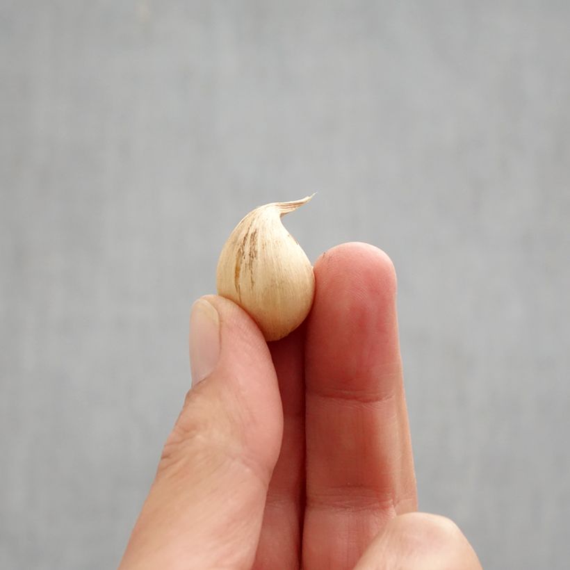 Exemplar von Iris reticulata Sheila Ann Germaney - Netzblatt-Schwertlilie Zwiebel Kaliber/Größe 6+ wie im Herbst geliefert