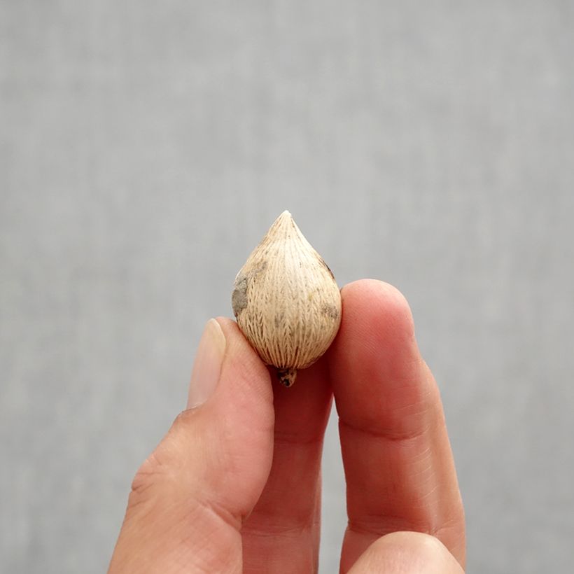 Exemplar von Iris reticulata Sunshine - Netzblatt-Schwertlilie Zwiebel Kaliber/Größe 5+ wie im Herbst geliefert