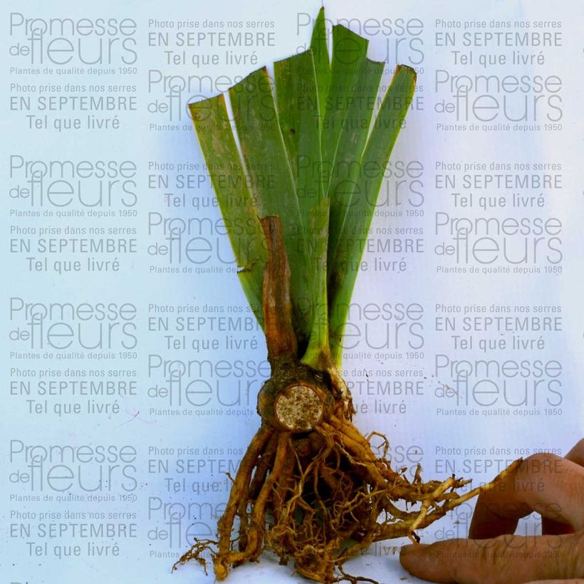 Example of Iris Royal Intrigue - Schwertlilie Kleine Töpfe von 8/9 cm as you get