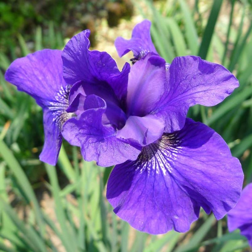 Iris sibirica Ruffled Velvet - Sibirische Schwertlilie (Flowering)