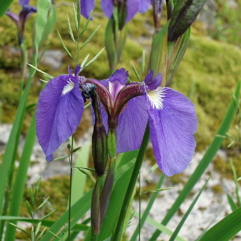Iris setosa - Borsten-Schwertlilie (Flowering)