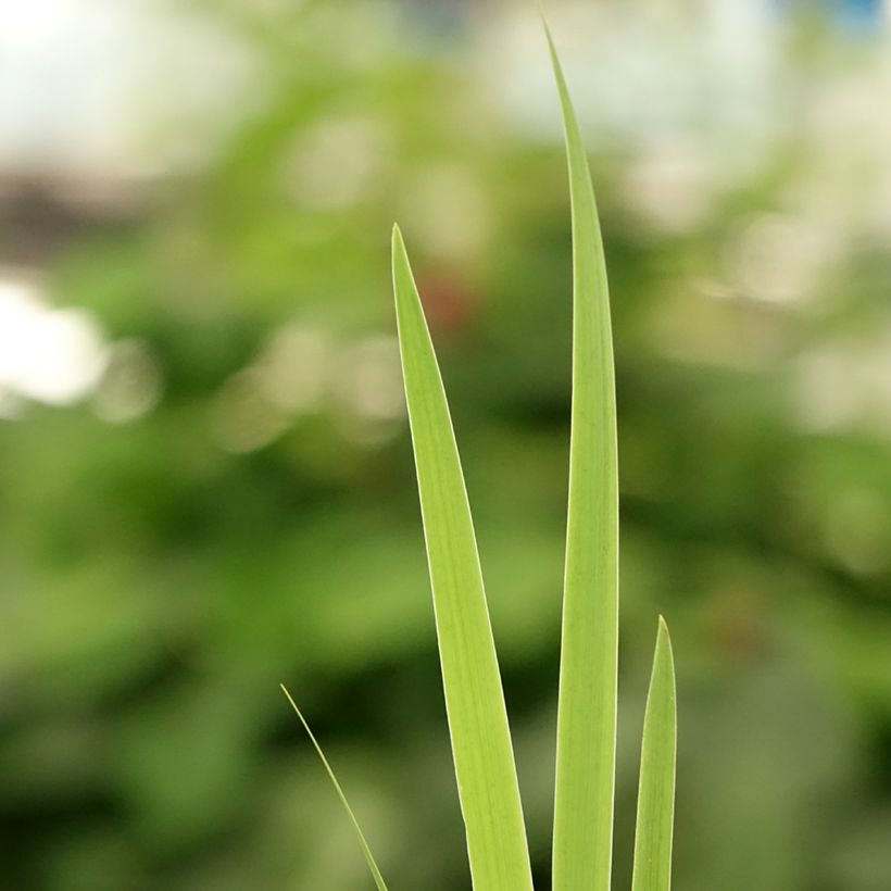 Iris setosa - Borsten-Schwertlilie (Foliage)