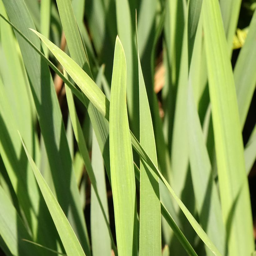 Iris sibirica Bundle of Joy - Sibirische Schwertlilie (Foliage)