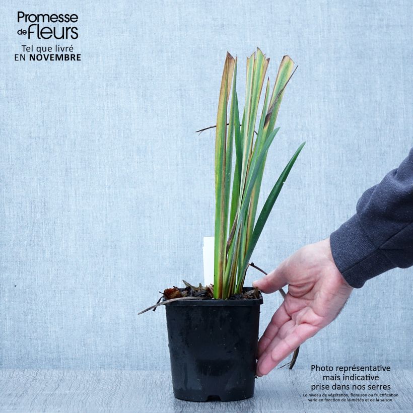 Example of Iris sibirica Bundle of Joy - Sibirische Schwertlilie Topf mit 1,5L/2L as you get in automne