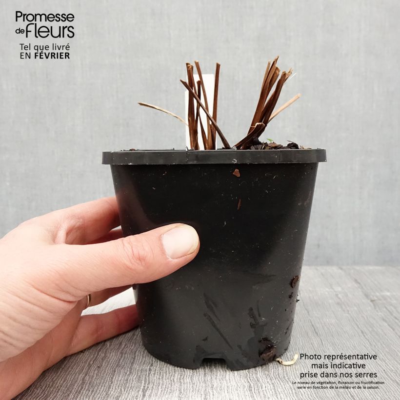 Exemplar von Iris sibirica Bundle of Joy - Sibirische Schwertlilie Topf mit 1,5L/2L wie im Winter geliefert