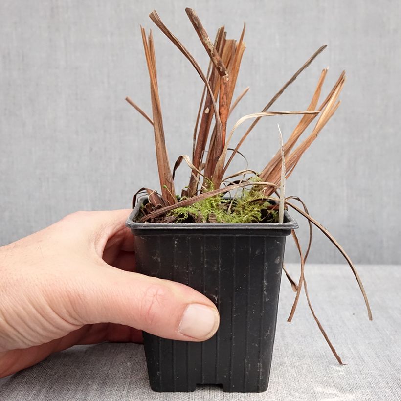 Exemplar von Iris sibirica Chartreuse Bounty - Sibirische Schwertlilie Kleine Töpfe von 8/9 cm wie im Winter geliefert