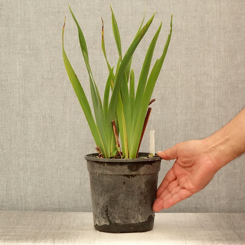 Example of Iris sibirica Colonel Mustard - Sibirische Schwertlilie Topf mit 2L/3L as you get in ete