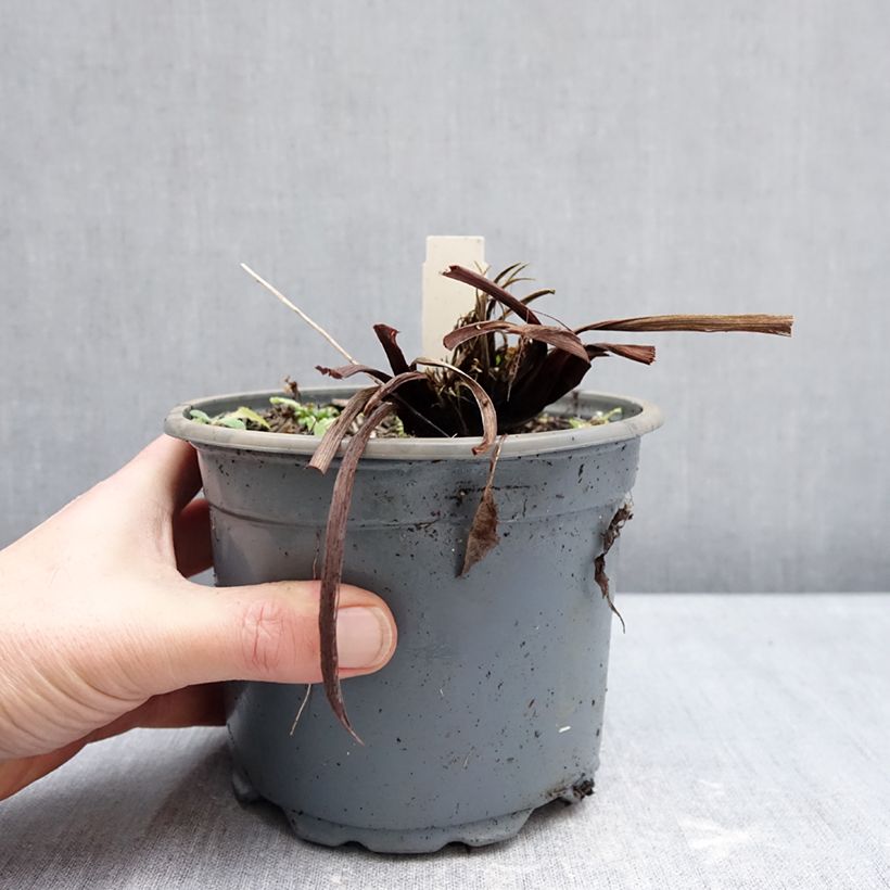 Exemplar von Iris sibirica Colonel Mustard - Sibirische Schwertlilie Topf mit 2L/3L wie im Winter geliefert