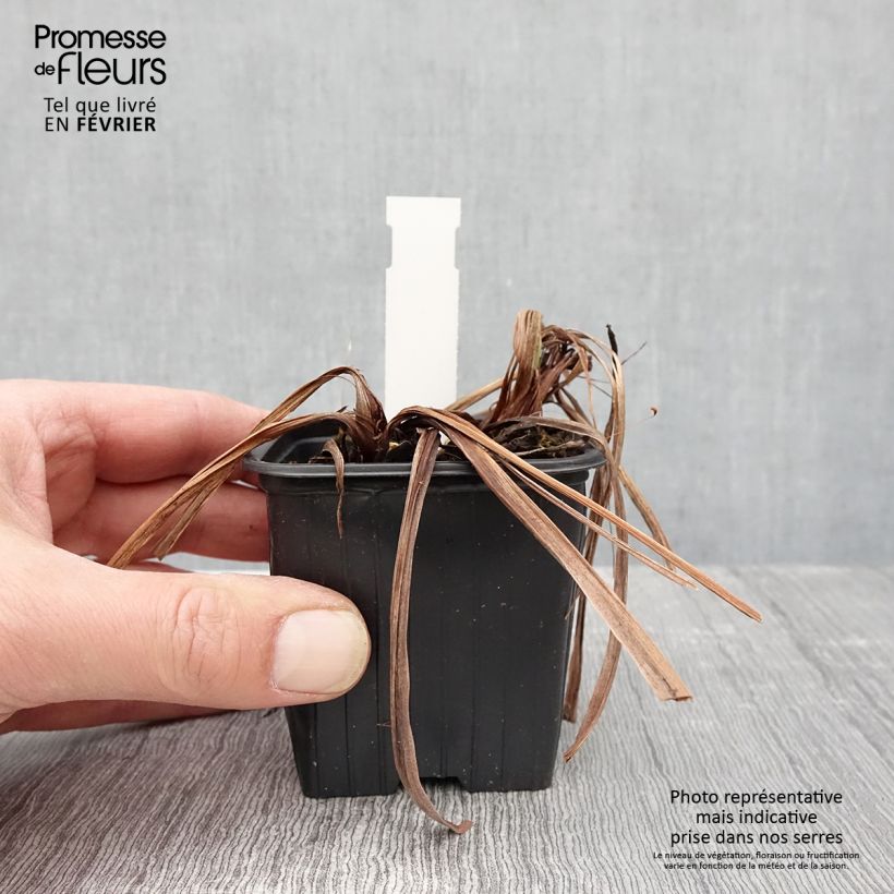 Exemplar von Iris sibirica Concord Crush - Sibirische Schwertlilie Kleine Töpfe von 8/9 cm wie im Winter geliefert