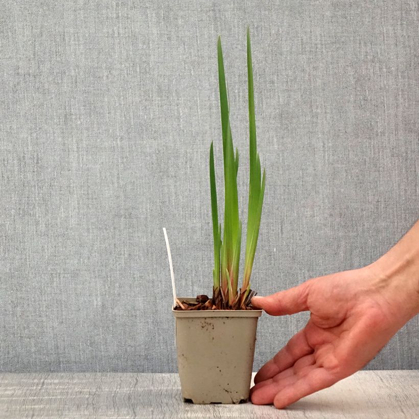 Exemplar von Iris sibirica Concord Crush - Sibirische Schwertlilie Kleine Töpfe von 8/9 cm wie im Frühjahr geliefert