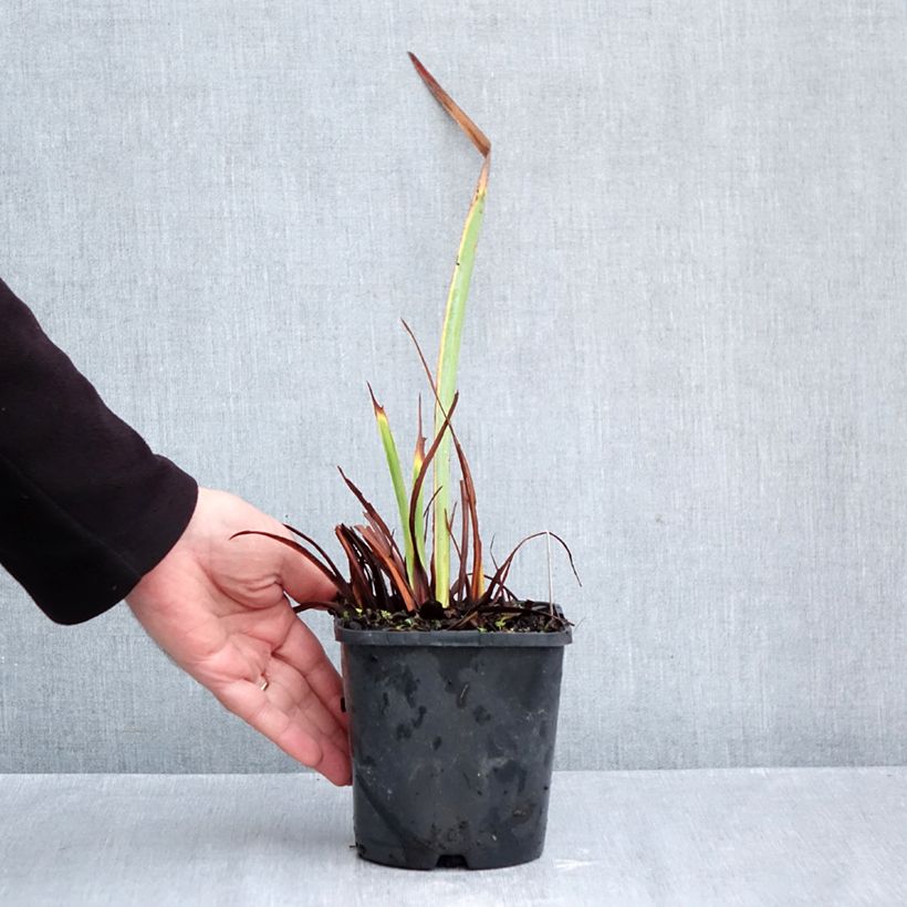 Exemplar von Iris sibirica Concord Crush - Sibirische Schwertlilie Topf mit 1,5L/2L wie im Herbst geliefert