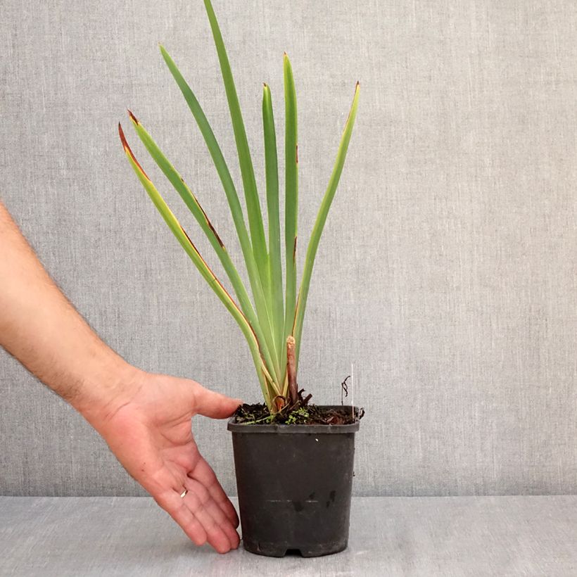 Exemplar von Iris sibirica Concord Crush - Sibirische Schwertlilie Topf mit 1,5L/2L wie im Sommer geliefert