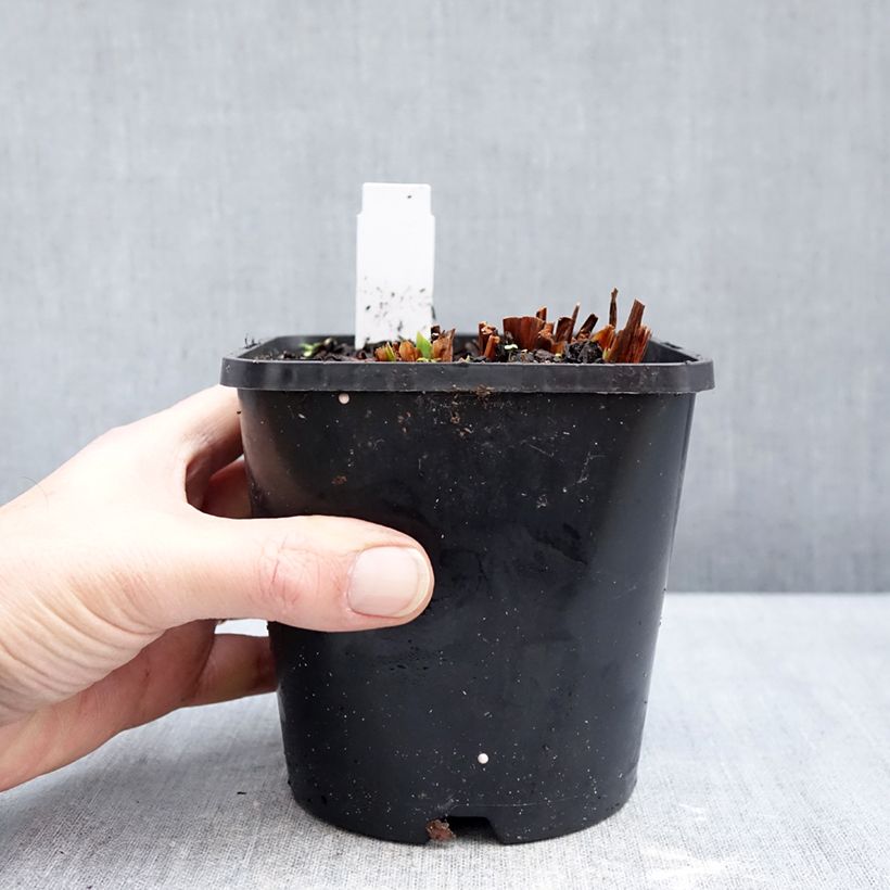 Exemplar von Iris sibirica Concord Crush - Sibirische Schwertlilie Topf mit 1,5L/2L wie im Winter geliefert