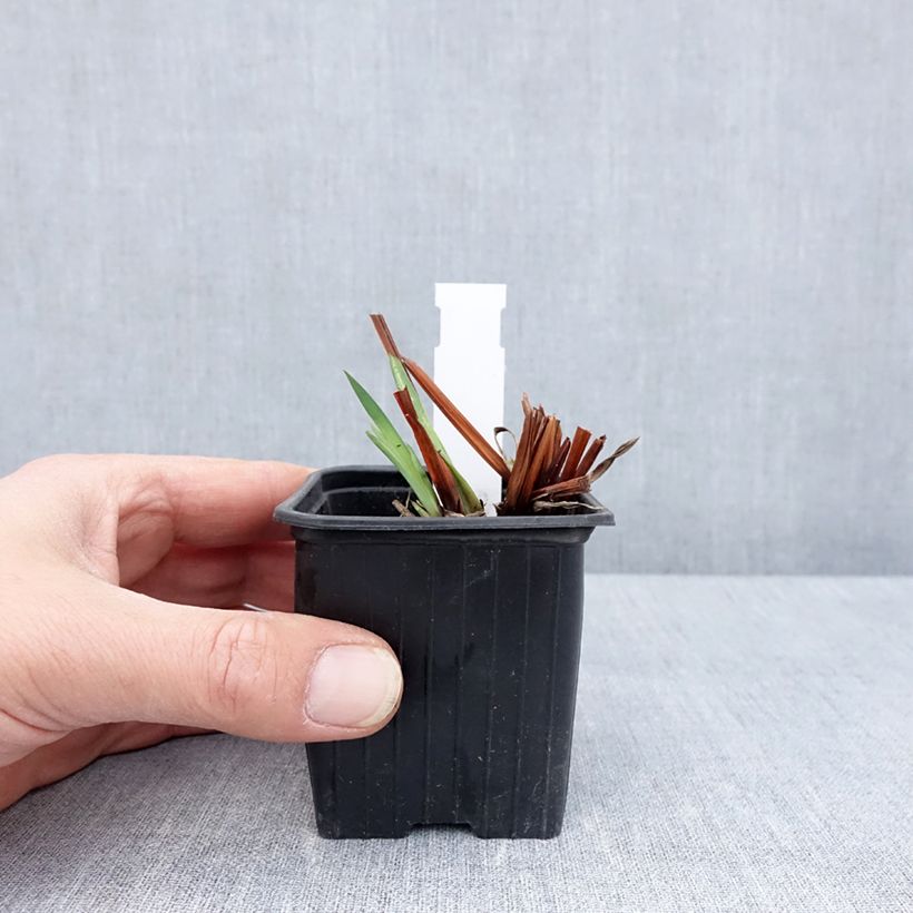 Exemplar von Iris sibirica Cool Spring - Sibirische Schwertlilie Kleine Töpfe von 8/9 cm wie im Frühjahr geliefert