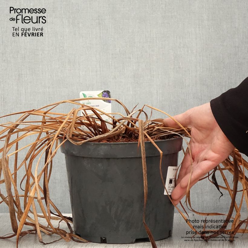 Exemplar von Iris sibirica Fran's gold - Sibirische Schwertlilie Topf mit 2L/3L wie im Winter geliefert