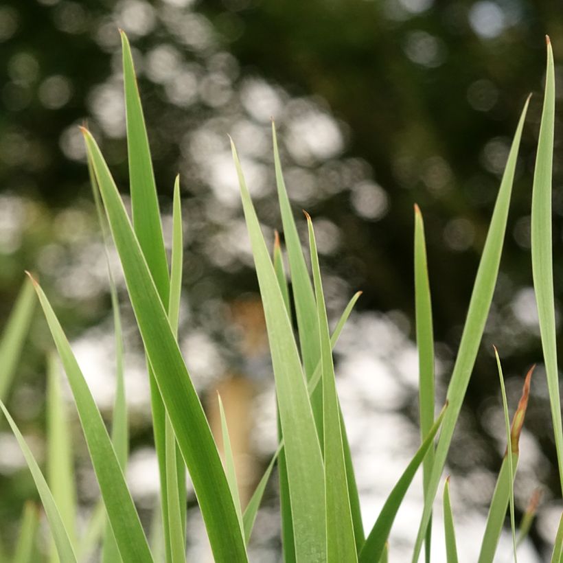 Iris sibirica Imperial Opal - Sibirische Schwertlilie (Foliage)
