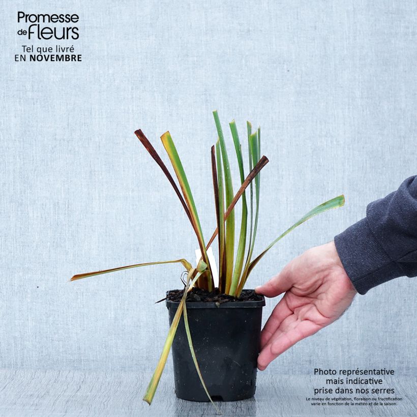 Example of Iris sibirica Paprikash - Sibirische Schwertlilie Topf mit 1,5L/2L as you get in automne