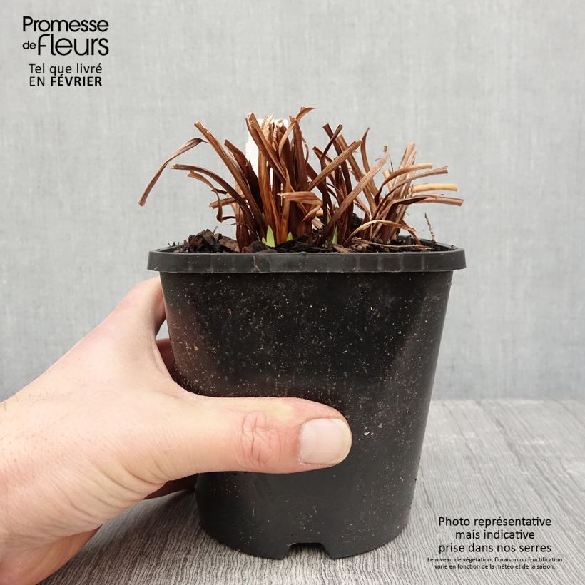 Exemplar von Iris sibirica Paprikash - Sibirische Schwertlilie Topf mit 1,5L/2L wie im Winter geliefert