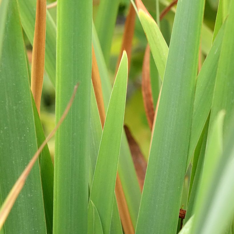 Iris sibirica Pink Parfait - Sibirische Schwertlilie (Foliage)