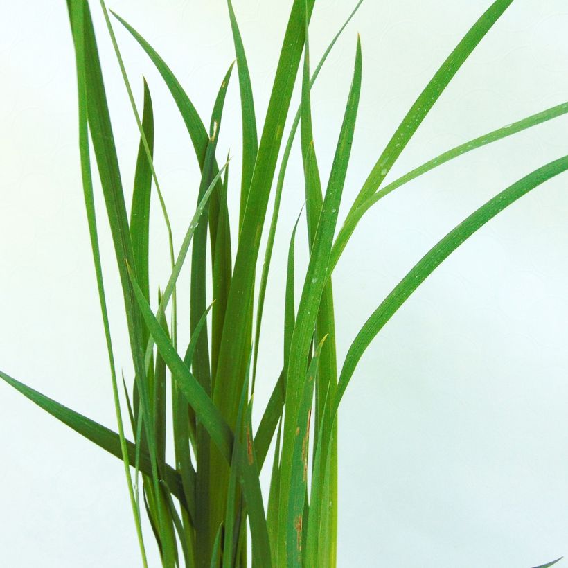 Iris sibirica Snow Queen - Sibirische Schwertlilie (Foliage)