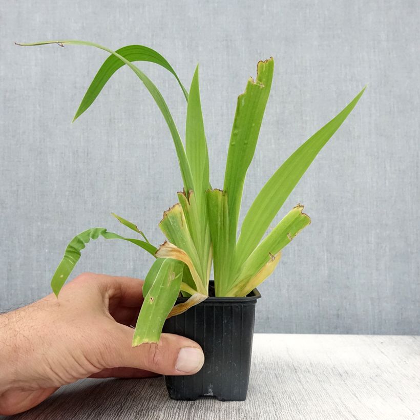 Example of Iris tectorum - Dach-Schwertlilie Kleine Töpfe von 8/9 cm as you get in automne
