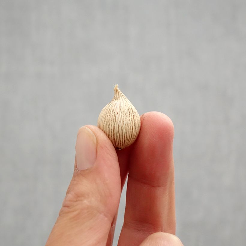 Exemplar von Iris winogradowii - Winogradow-Schwertlilie Zwiebel Kaliber/Größe 5+ wie im Herbst geliefert