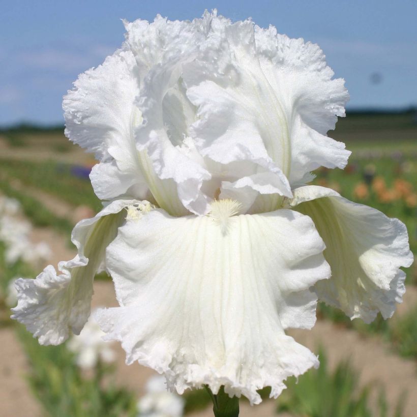 Iris Laced Cotton - Schwertlilie (Flowering)