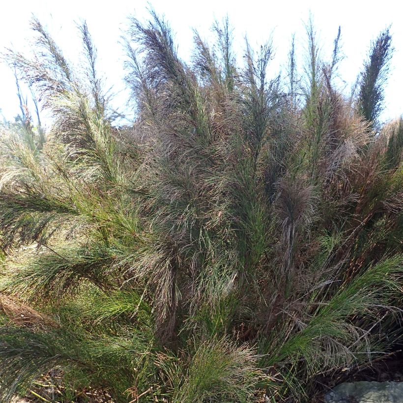 Ischyrolepis subverticillata - Restio (Plant habit)