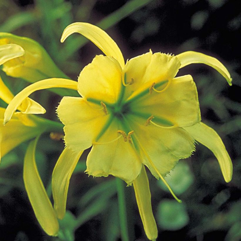 Hymenocallis festalis Sulphur Queen - Schönhäutchen (Flowering)