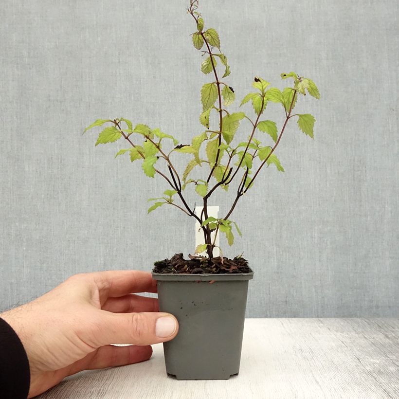 Example of Isodon effusus Kleine Töpfe von 8/9 cm as you get in automne