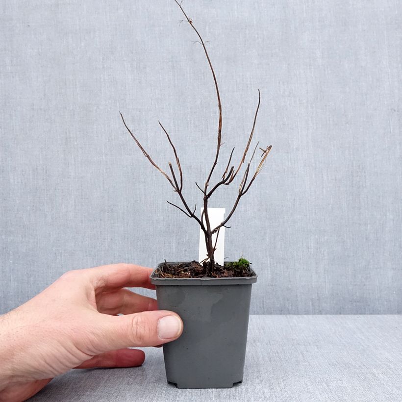 Exemplar von Isodon effusus Kleine Töpfe von 8/9 cm wie im Winter geliefert