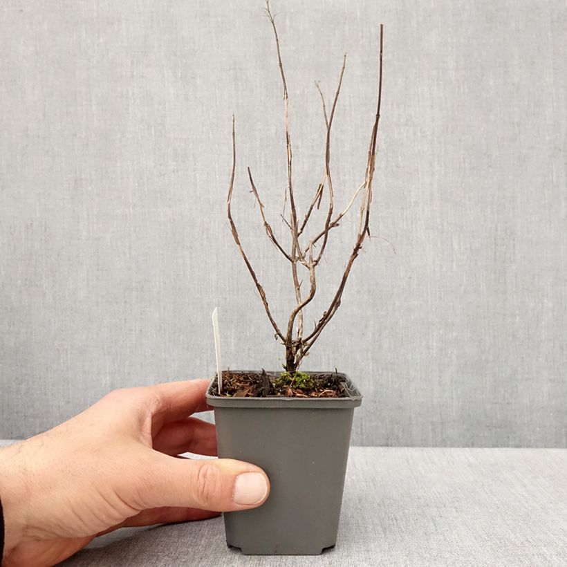 Exemplar von Isodon effusus Kleine Töpfe von 8/9 cm wie im Frühjahr geliefert