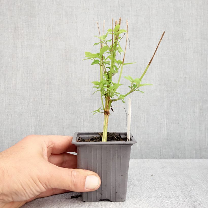 Exemplar von Isodon longituba Kleine Töpfe von 8/9 cm wie im Herbst geliefert