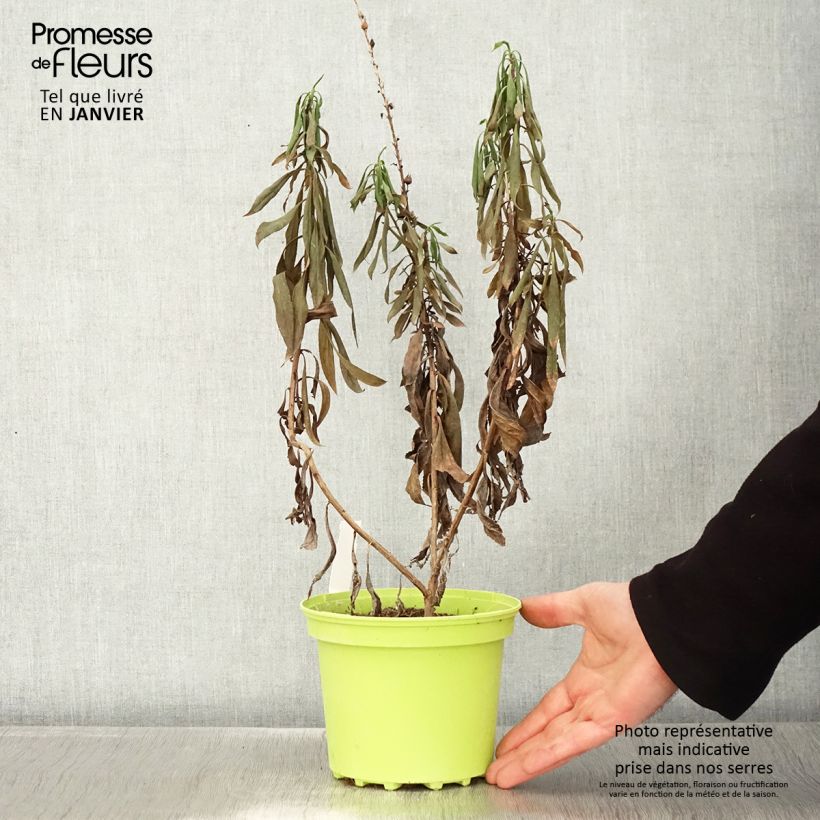 Exemplar von Isoplexis isabelliana Bella - Kanarischer Fingerhut Topf mit 2L/3L wie im Winter geliefert