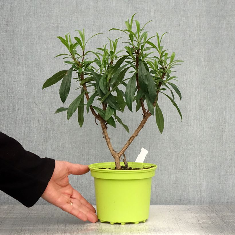 Exemplar von Isoplexis isabelliana Bella - Kanarischer Fingerhut Topf mit 2L/3L wie im Frühjahr geliefert