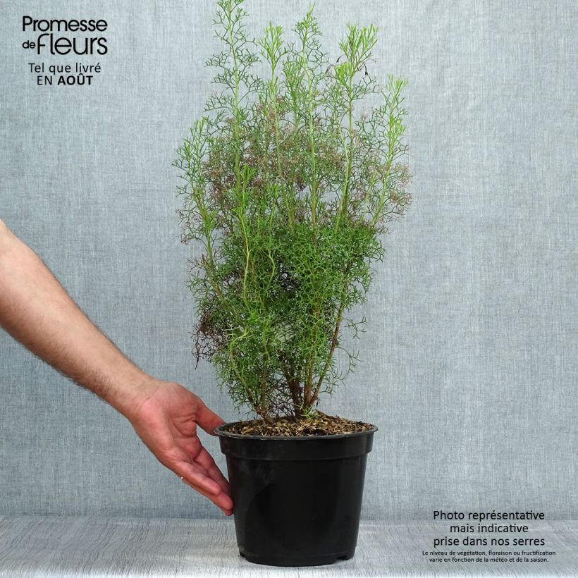 Exemplar von Isopogon formosus Topf mit 3L/4L wie im Sommer geliefert