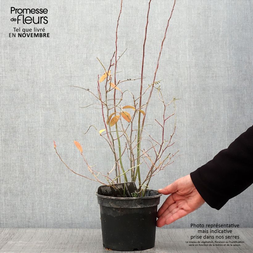Example of Itea virginica - Viriginische Rosmarinweide Topf mit 3L/4L as you get in automne
