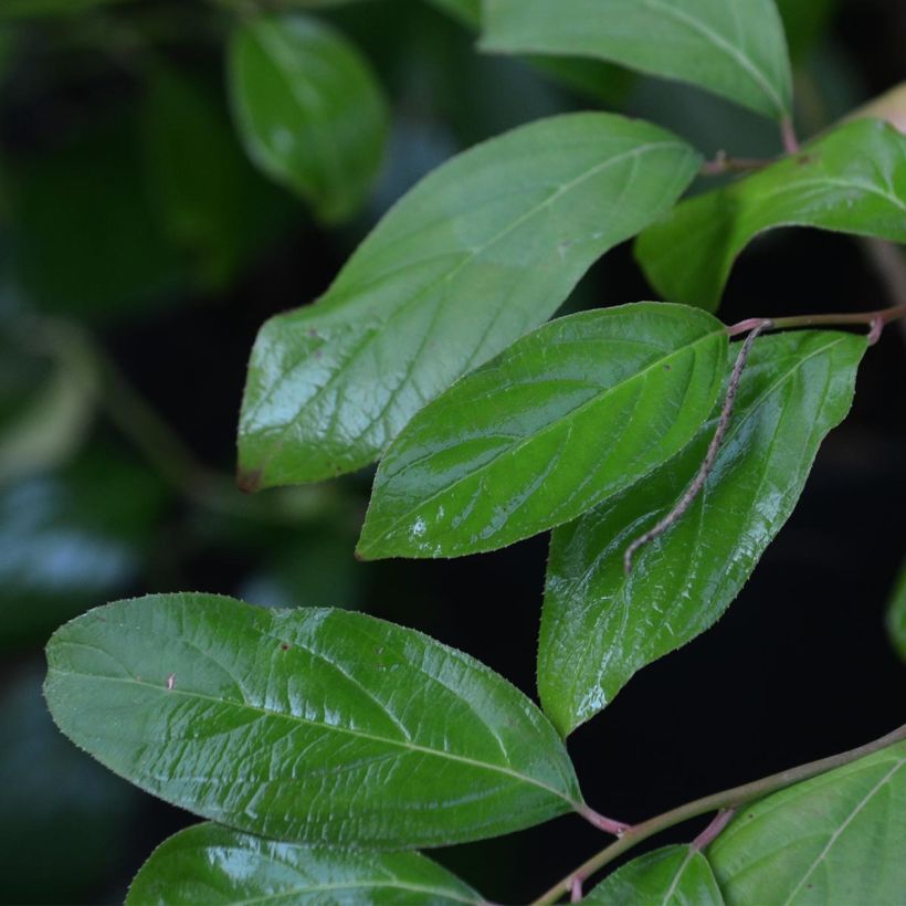 Itea virginica - Viriginische Rosmarinweide (Foliage)