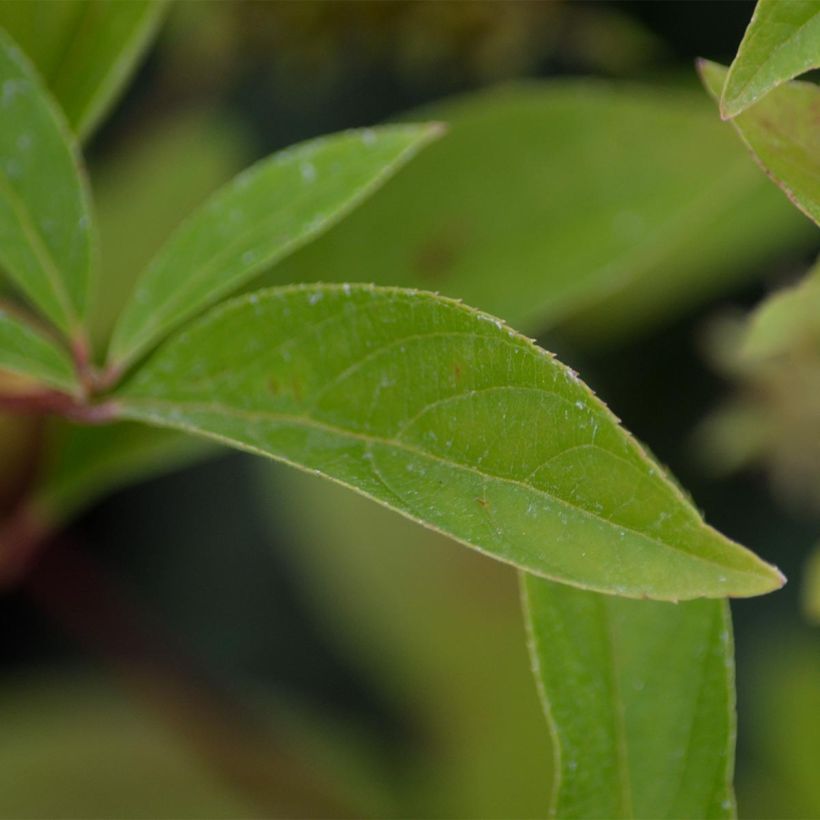 Itea virginica Henry's Garnet - Viriginische Rosmarinweide (Foliage)