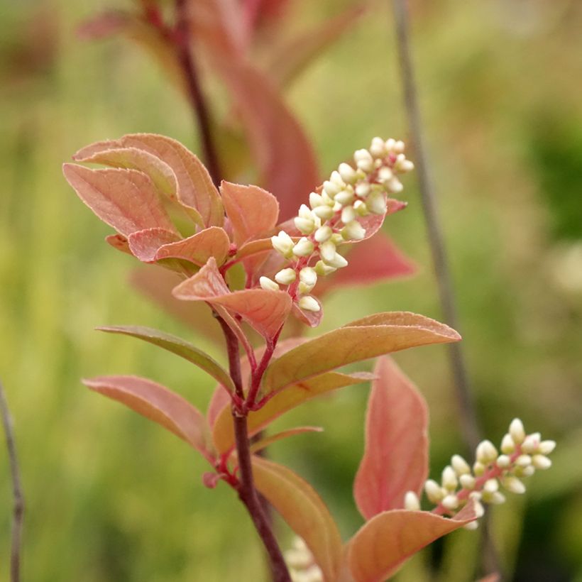 Itea virginica Henry's Garnet - Viriginische Rosmarinweide (Flowering)