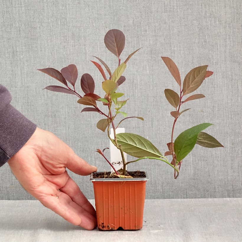 Exemplar von Itea virginica Henry's Garnet - Viriginische Rosmarinweide Kleine Töpfe von 8/9 cm wie im Herbst geliefert