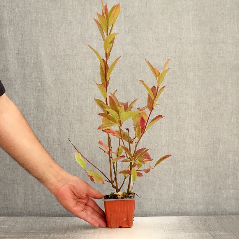 Example of Itea virginica Henry's Garnet - Viriginische Rosmarinweide Kleine Töpfe von 8/9 cm as you get in ete