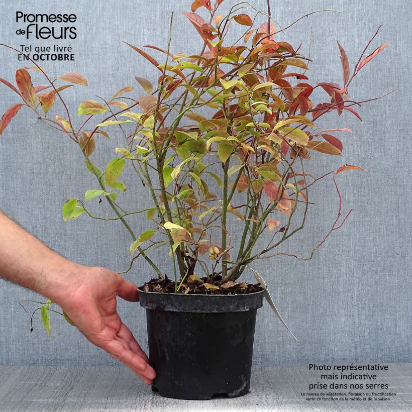 Example of Itea virginica Henry's Garnet - Viriginische Rosmarinweide Topf mit 2L/3L as you get in automne
