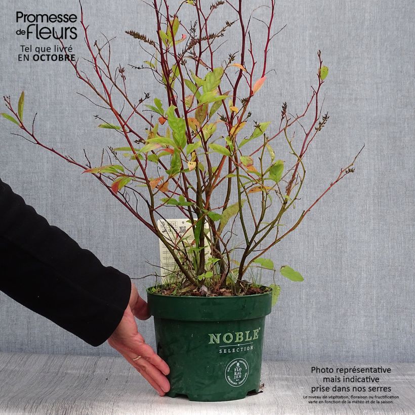 Example of Itea virginica Little Henry - Viriginische Rosmarinweide Topf mit 3L/4L as you get in automne