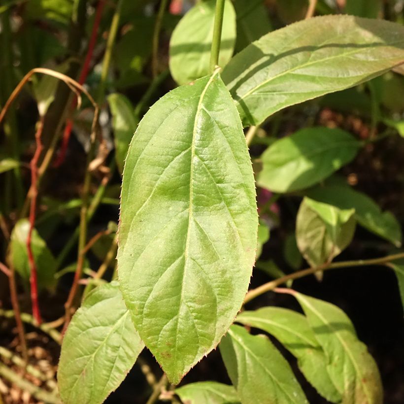 Itea virginica Love Child - Viriginische Rosmarinweide (Foliage)