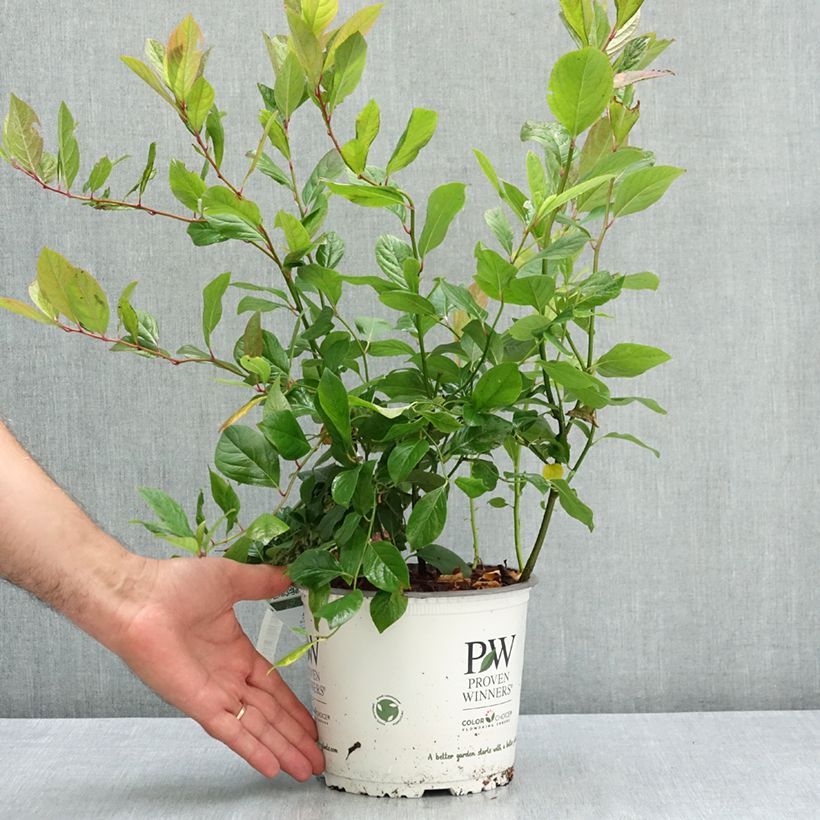 Exemplar von Itea virginica Scentlandia - Viriginische Rosmarinweide Topf mit 4L/5L wie im Sommer geliefert