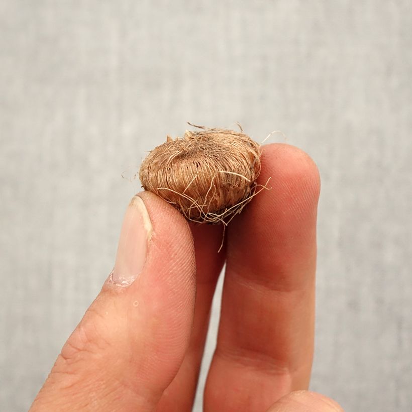 Example of Ixia Giant - Klebschwertel Zwiebel size 5+ as you get in printemps