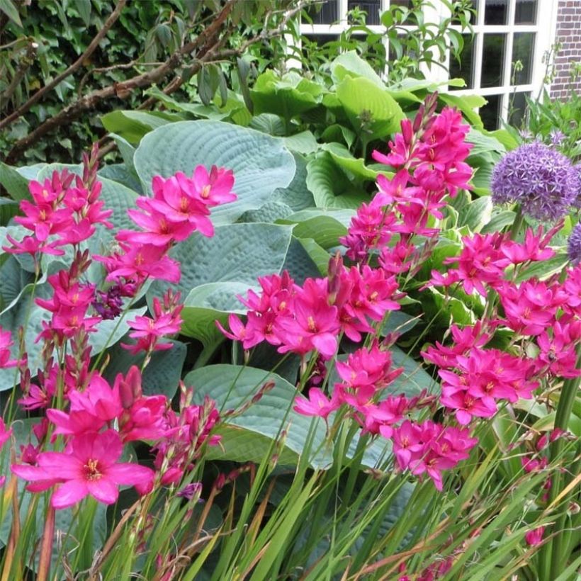 Ixia Mabel - Klebschwertel (Flowering)