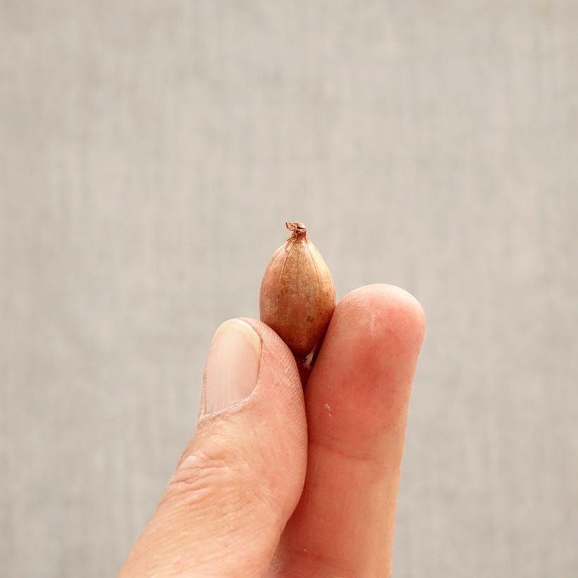 Exemplar von Ixiolirion tataricum - Blaulilie Zwiebel Kaliber/Größe 4+ wie im Frühjahr geliefert